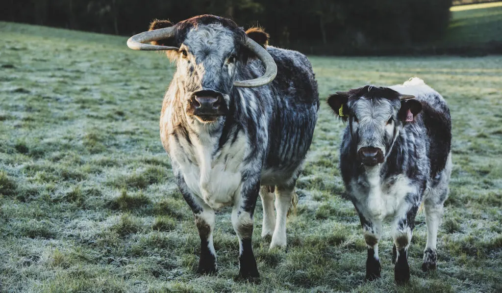 English Longhorn cow and calf standing on a pasture.
