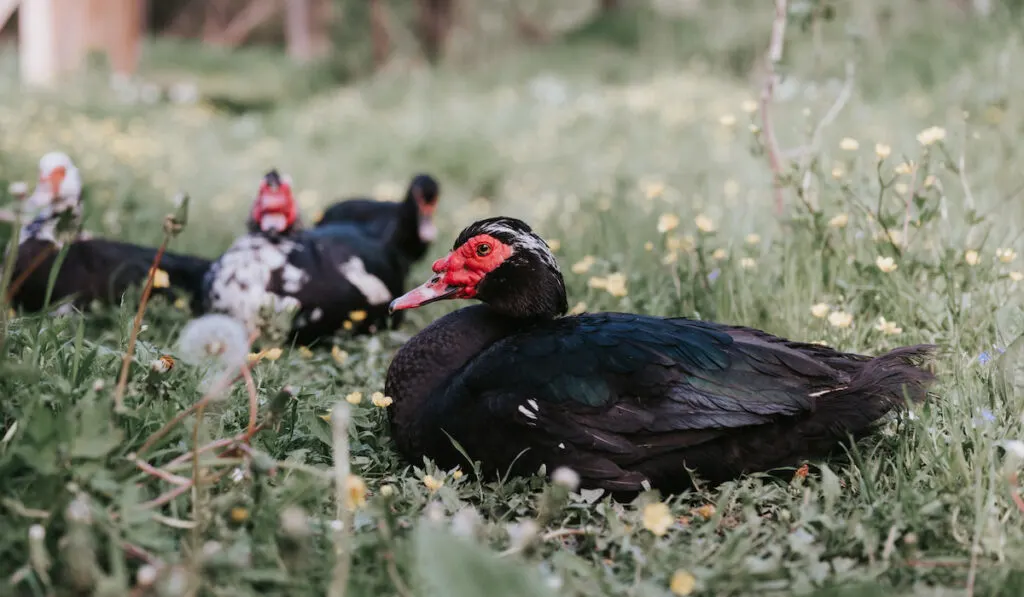 Family of indo ducks on farm nature