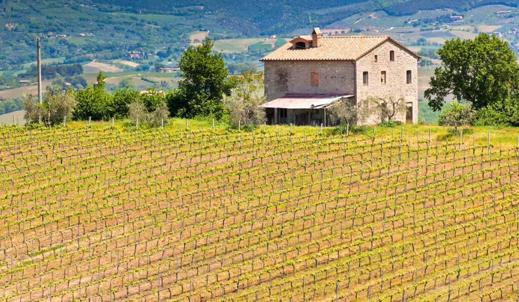 Farmhouse and vineyard landscape in Tuscany Italy