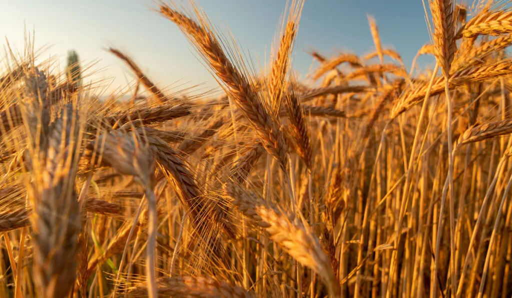 Field of barley on a bright sunny day
