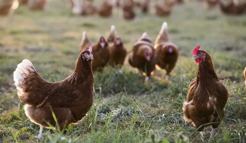 10 chicken breeds for your farm