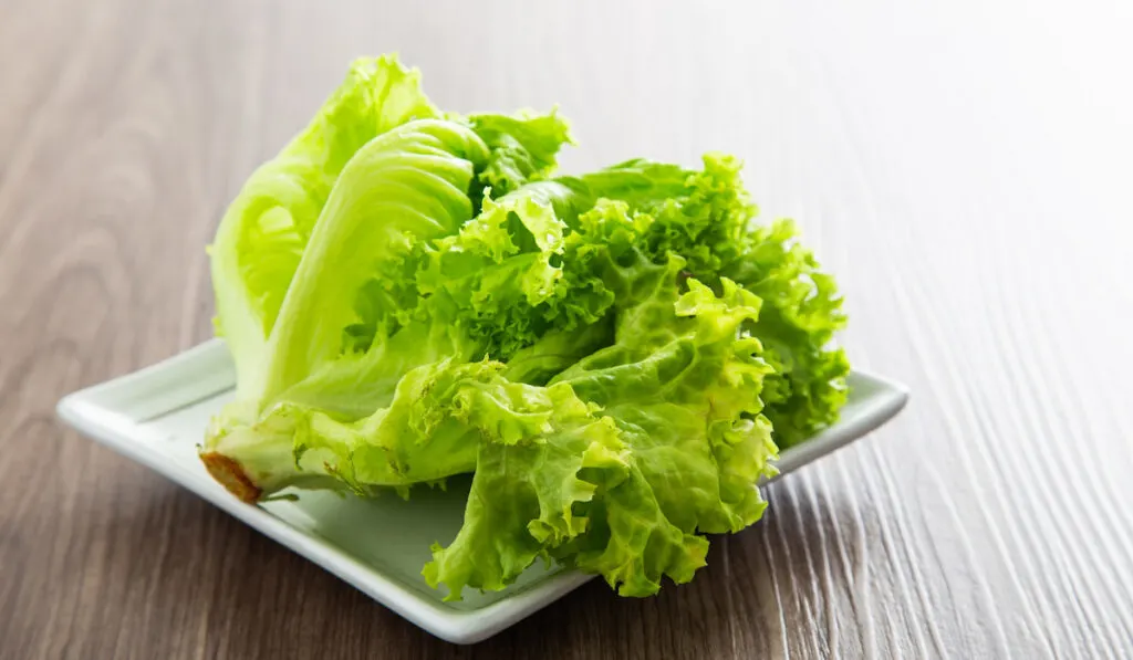 Fresh Lettuce on a white plate on a wooden table