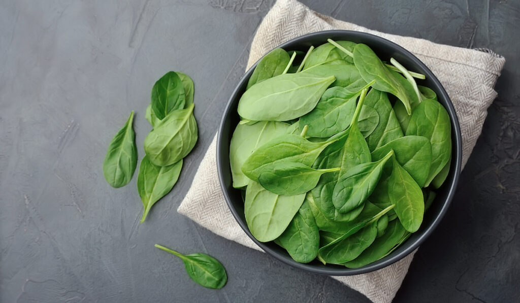 Fresh baby spinach in a black bowl on black concrete table