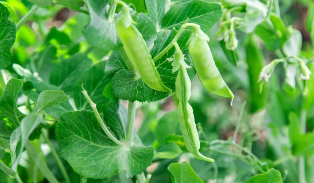 Fresh bright green pea pods on a plants in a vegetable garden.
