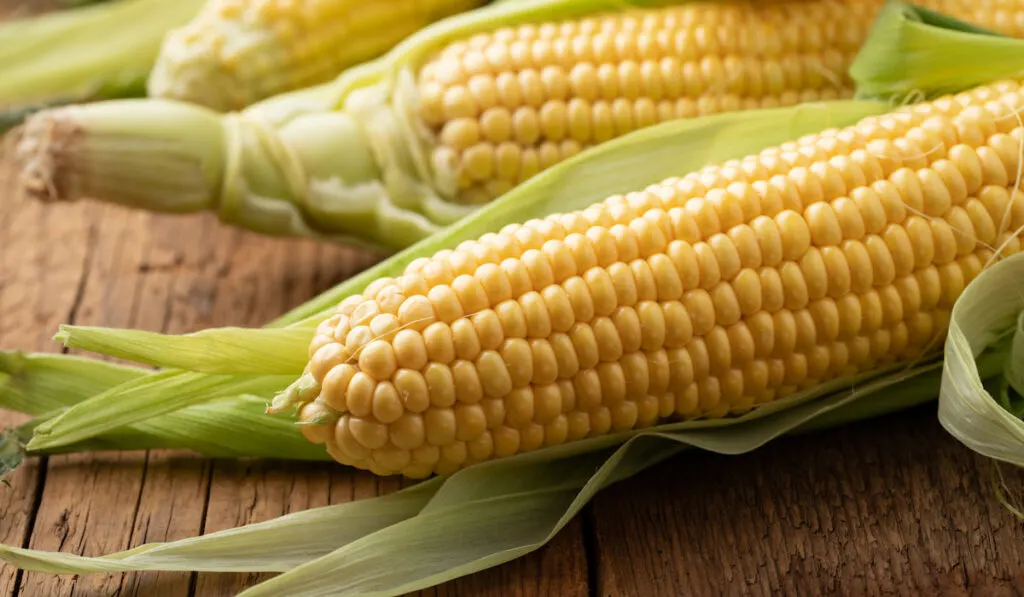 freshly harvested corns on a wooden table