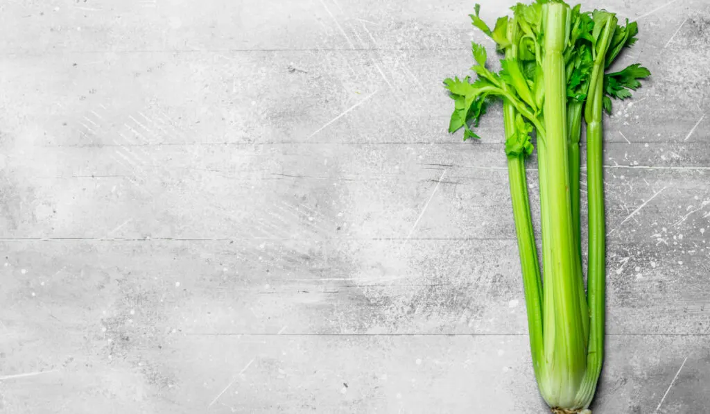 Fresh, healthy celery. On white rustic background


