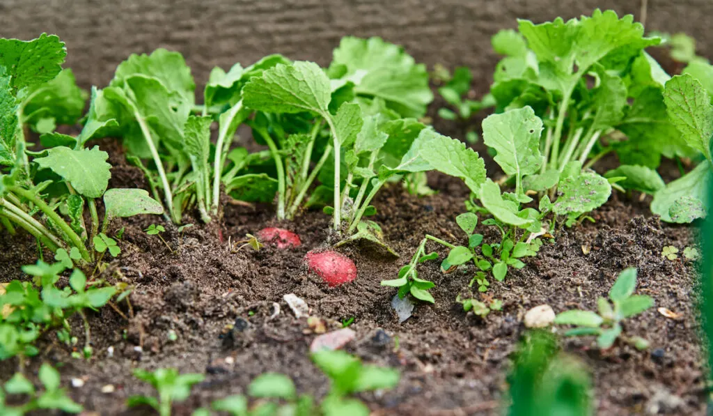 Fresh organic radish harvest in the garden
