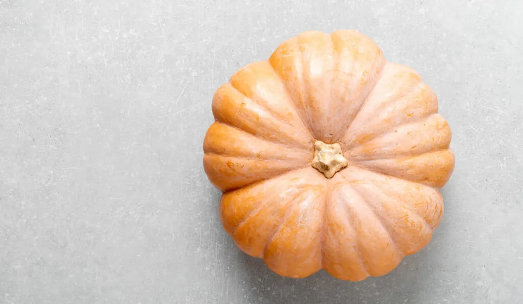 Fresh raw whole butternut squash on gray background