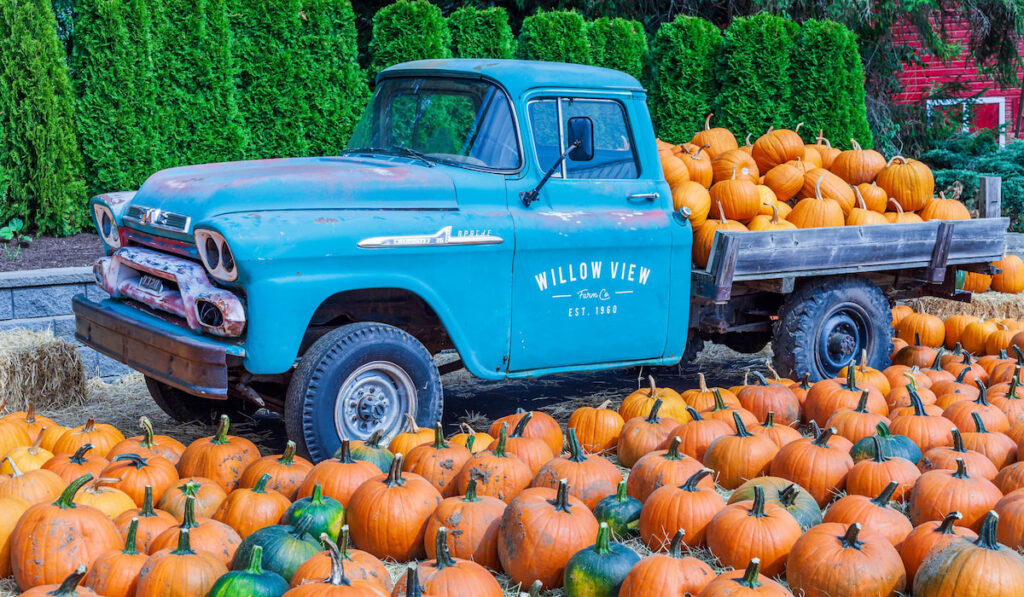 Freshly harvested pumpkins on the ground and at the back of an old farm truck