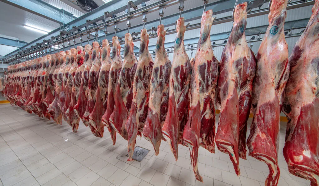 Freshly meats hanging in the cold store, Cattles cut and hanged on hook in a slaughterhouse
