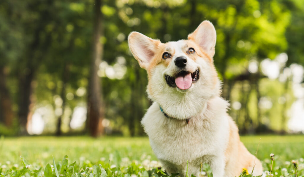 Funny young Pembroke Welsh Corgi playing and sitting on the green grass