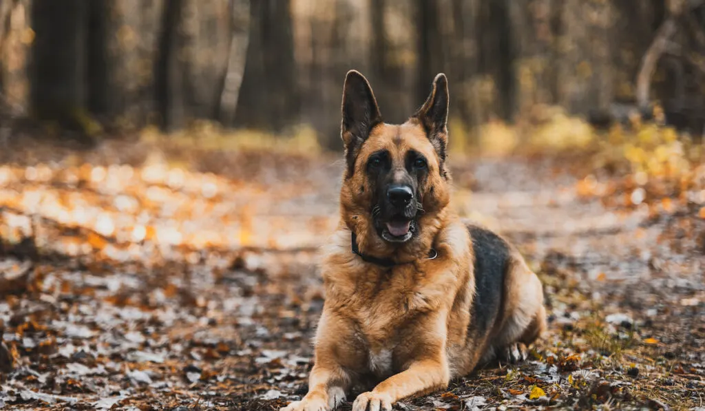 German Shepherd Dog Portrait in Autumnal Park. Bokeh Blurred Background.

