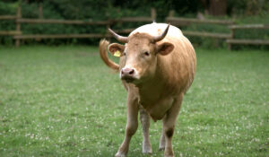 Largest Breeds Of Cows Farmhouse Guide Glan Cattle In The Farm With Fence On The Background Ss220914 300x175