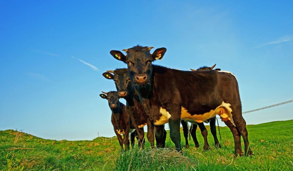 Gloucester cattle summer grazing on Painswick Beacon, England