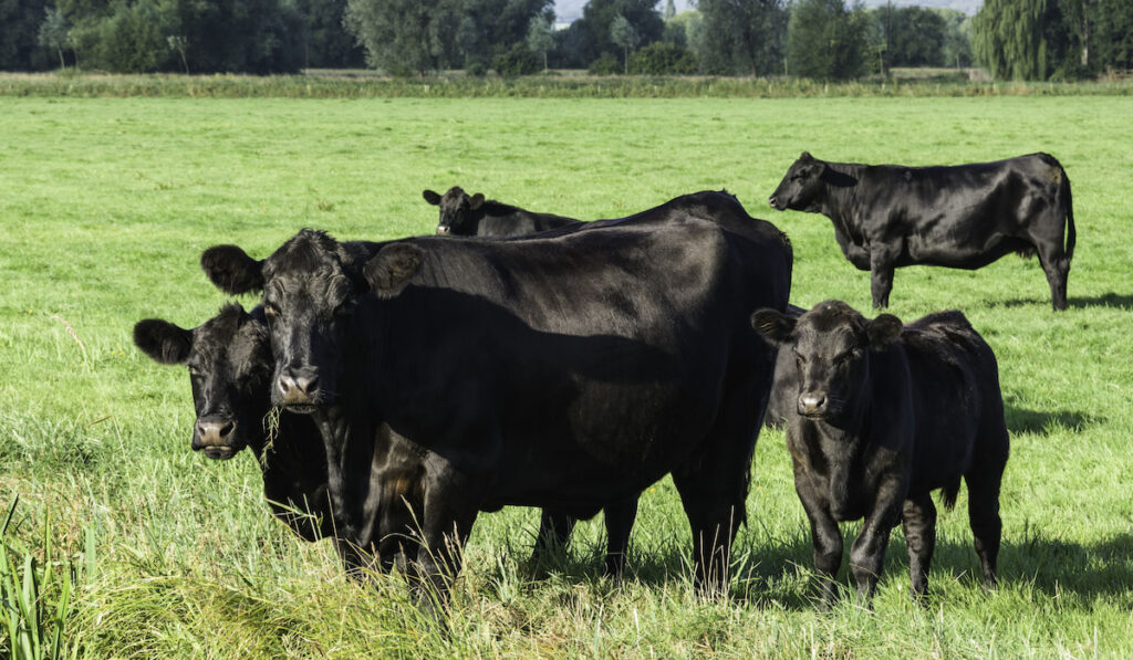 Group of Black Aberdeen Angus grazing in an English summer meadow