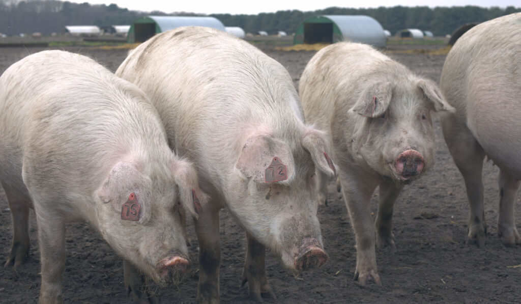 Group of Landrace Pigs with pig huts on the background in England
