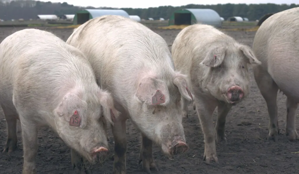 Group of Landrace Pigs with pig huts on the background in England