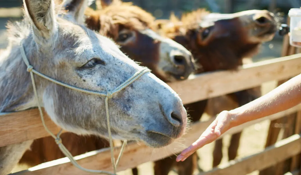 Group of donkeys in a farm