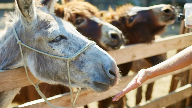 Group-of-donkeys-in-a-farm