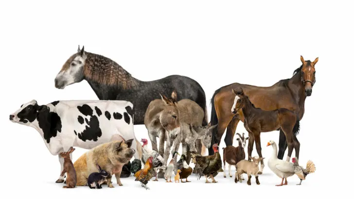 Group of many farm animals standing together on white background