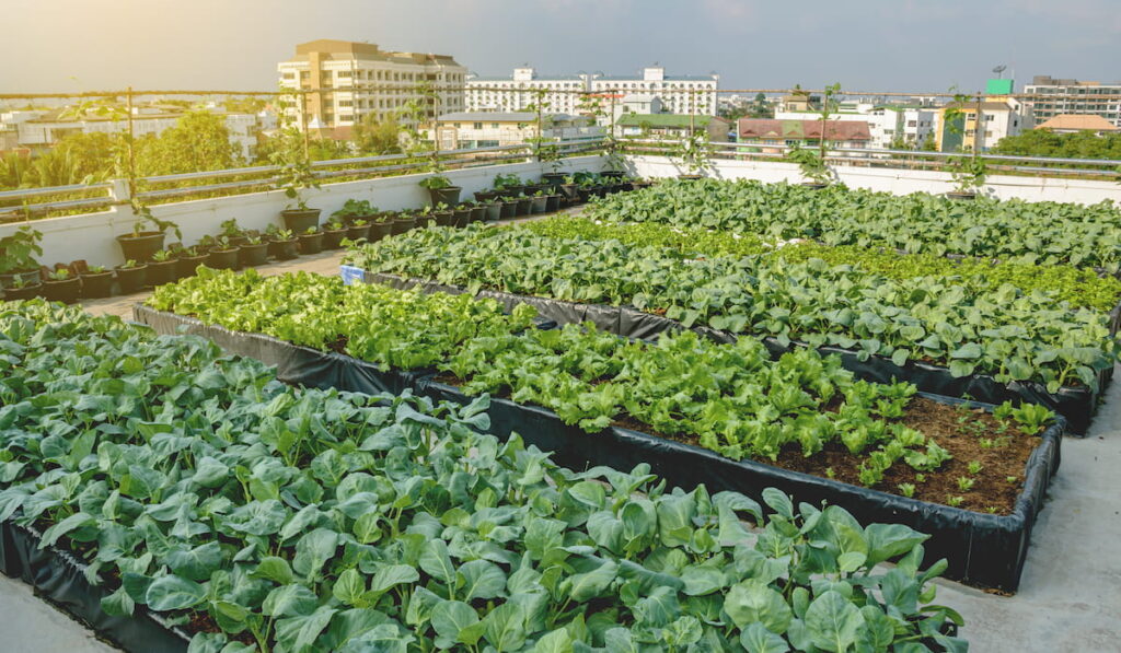 Growing vegetables on the rooftop of the building
