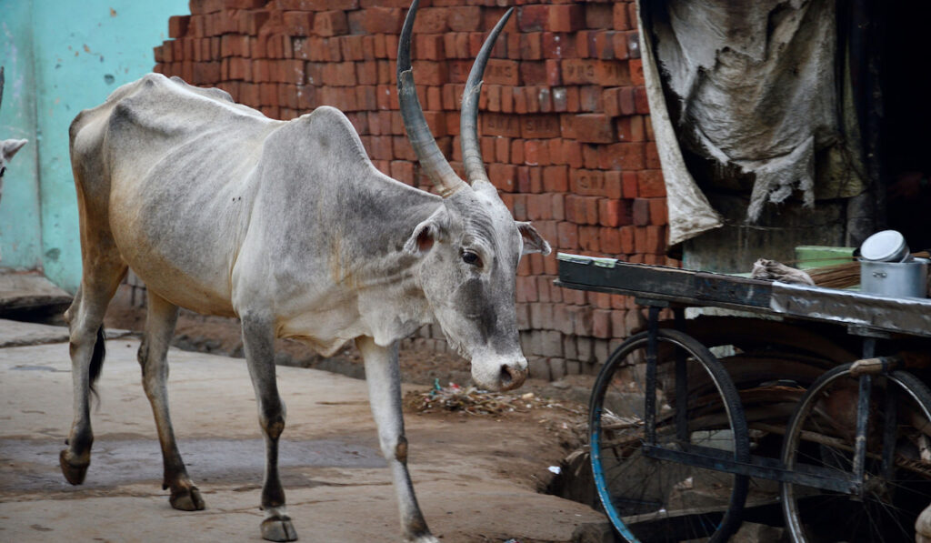 Hallikar breed cattle of Tamil Nadu in India