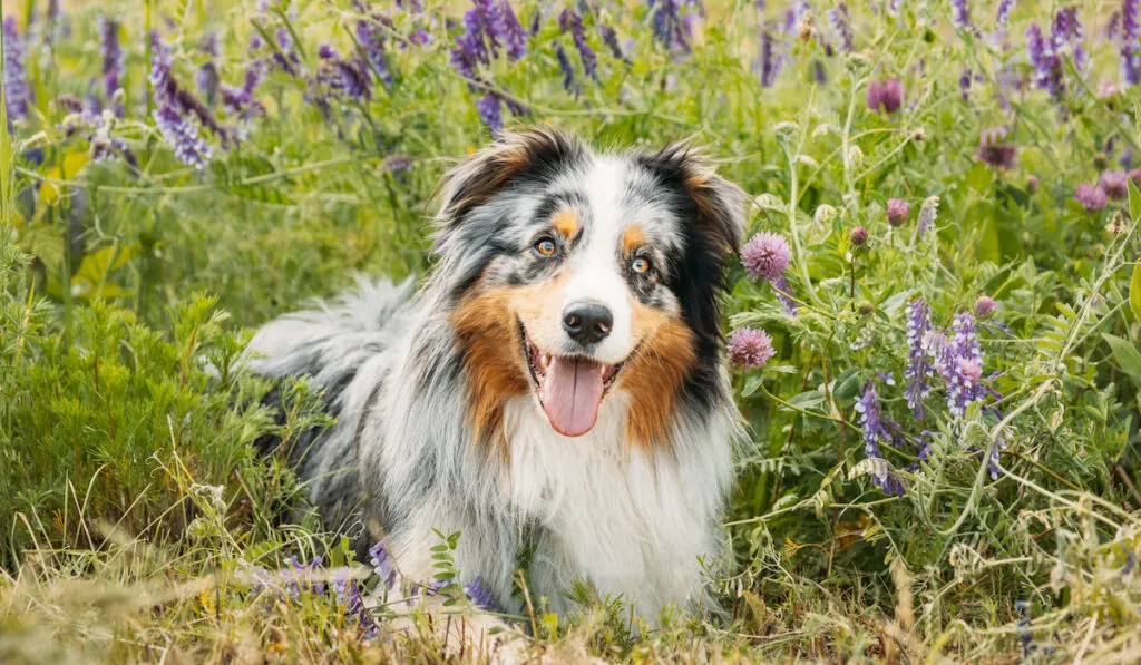 Happy Australian Shepherd Dog resting in green grass with purple blooming flowers
