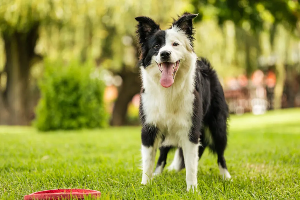 Happy Young black and white border collie standing on grass with frisbee
