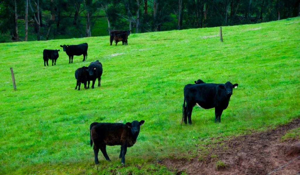 Herd of Australian Lowline Cattle in Western Australia