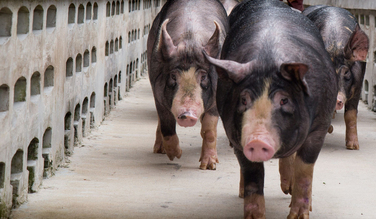 Best Pig Breeds for Meat Farmhouse Guide