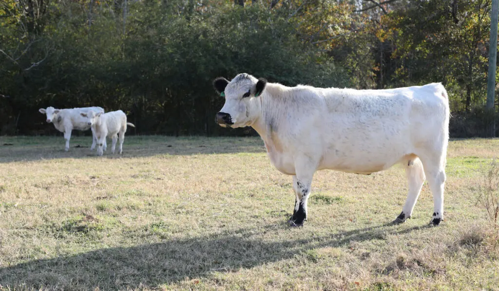  Herd of British White Cattle roaming farmland in Alabama.