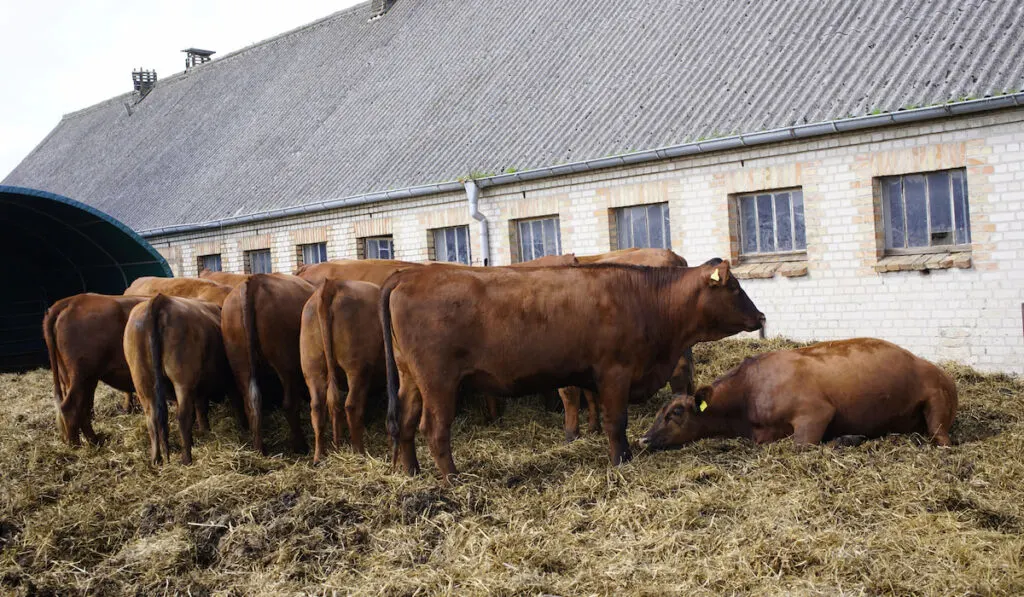 Herd of  German Angus eating grass near a farmhouse