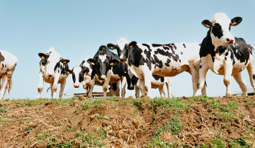 Herd of Holstein cows in the countryside on a sunny day