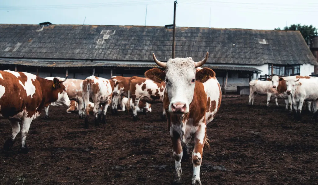 Herd of cattles on the farm field