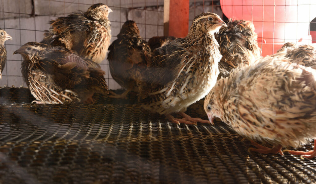 Herd of quails in a cage on a farm