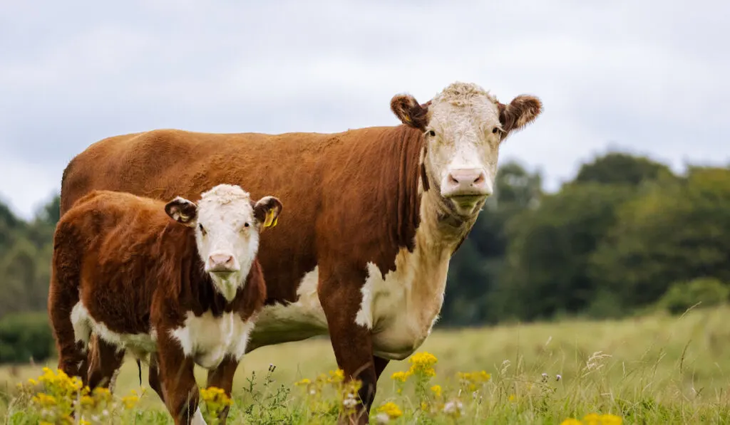 Hereford Cow and her Calve in the meadow