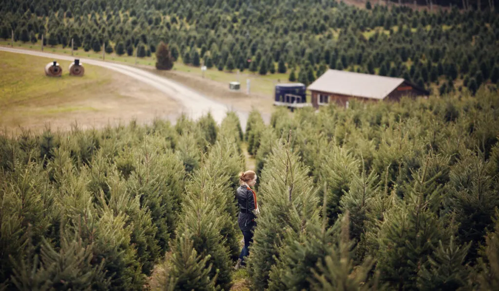 High Angle view of woman standing in Pine Tree Farm or Pine Tree Orchard 