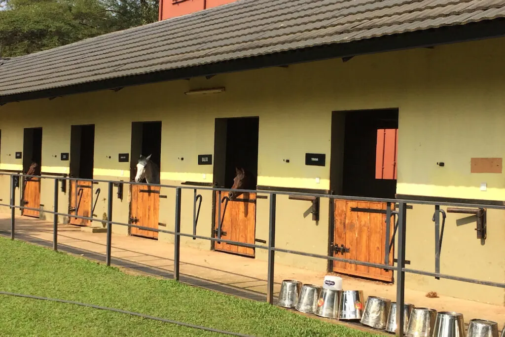 Horse stables with horses inside on the farm 