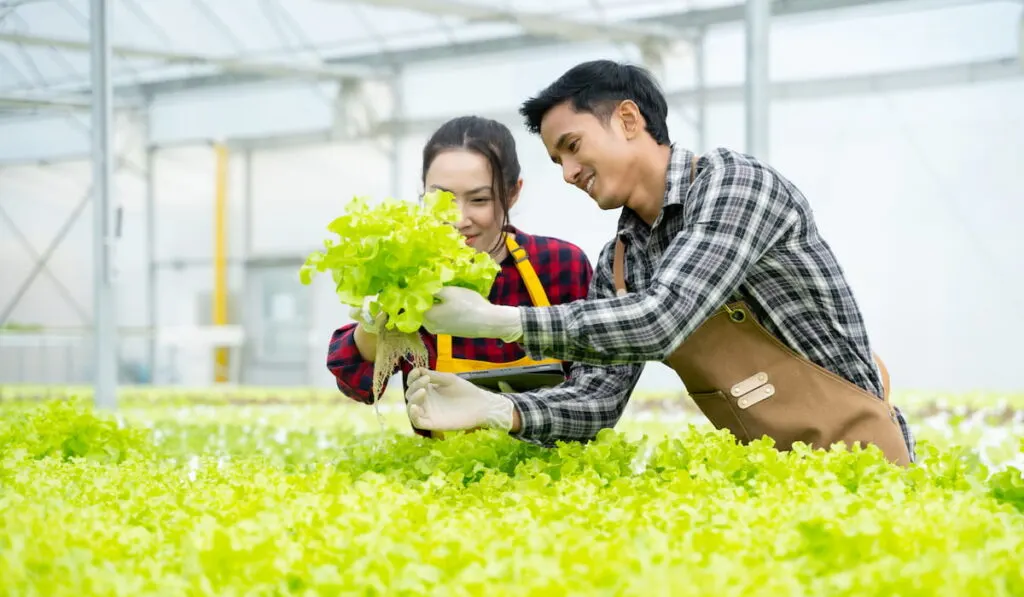 Hydroponics greenhouse farm 