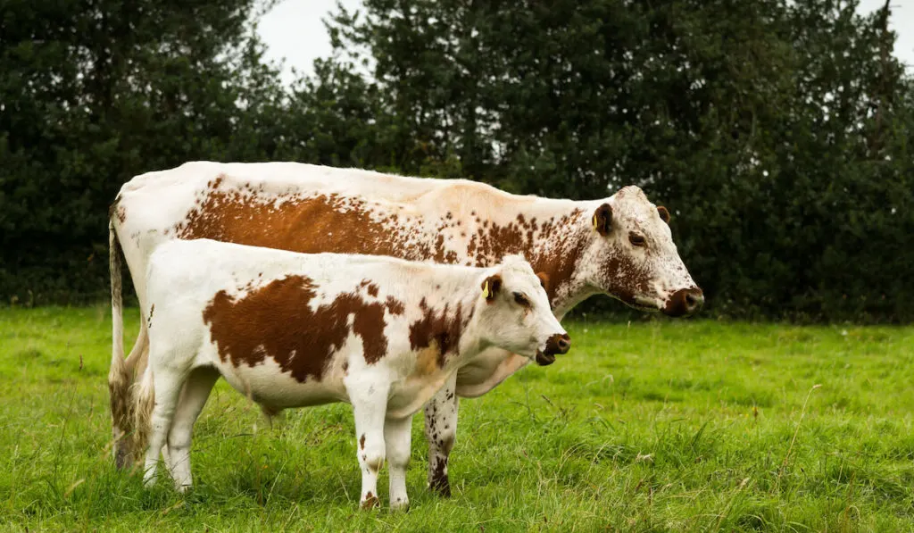 Irish Moiled Cow and Calf in a field.
