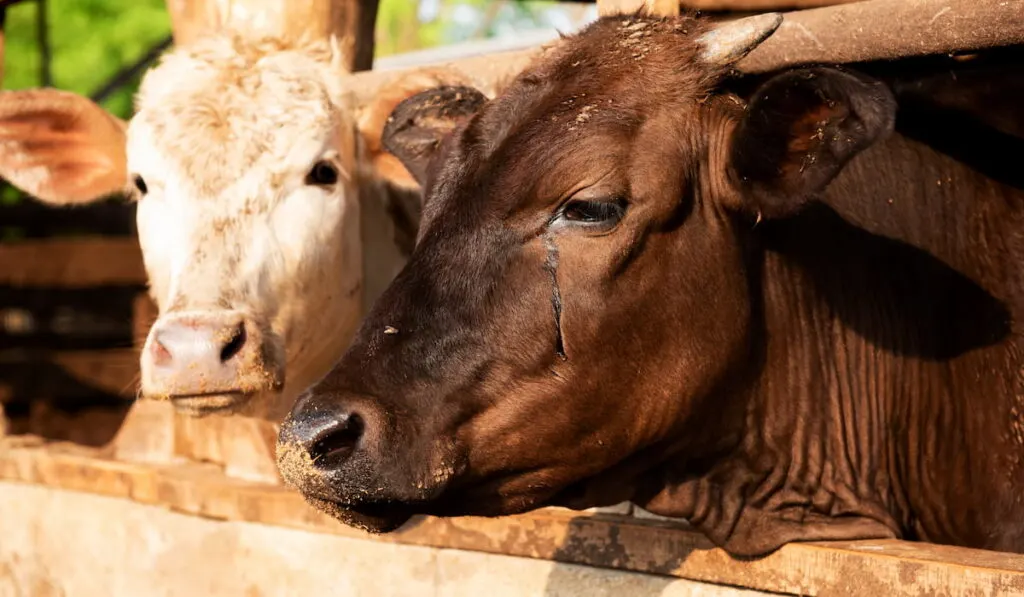 Japanese shorthorn cattle