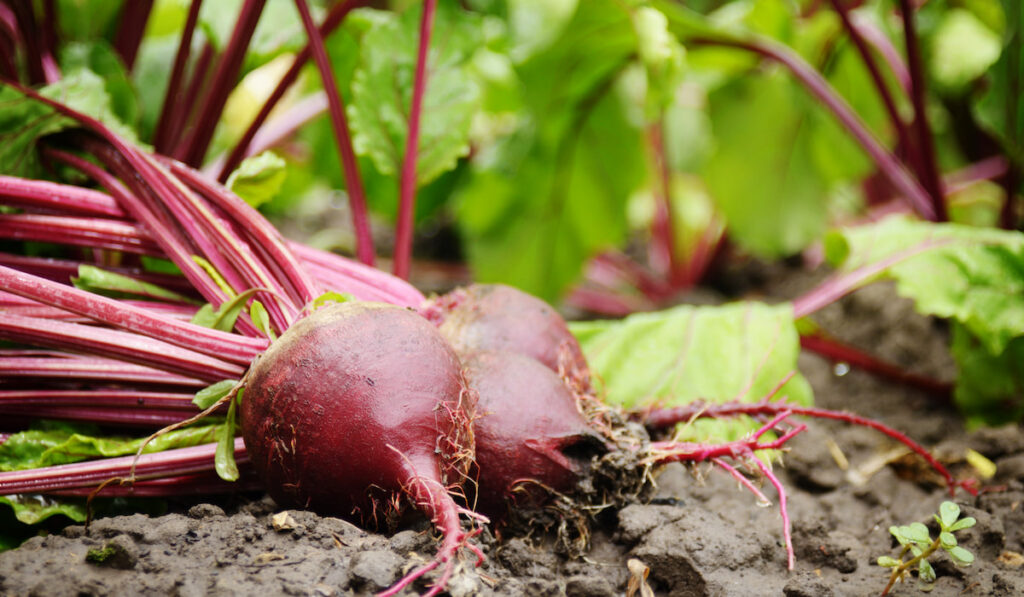 Just picked Red Beets on the garden soil closeup view