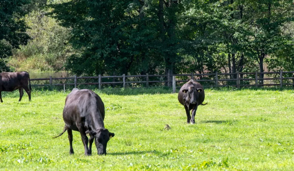 Kuroge Washu cattles eating grass