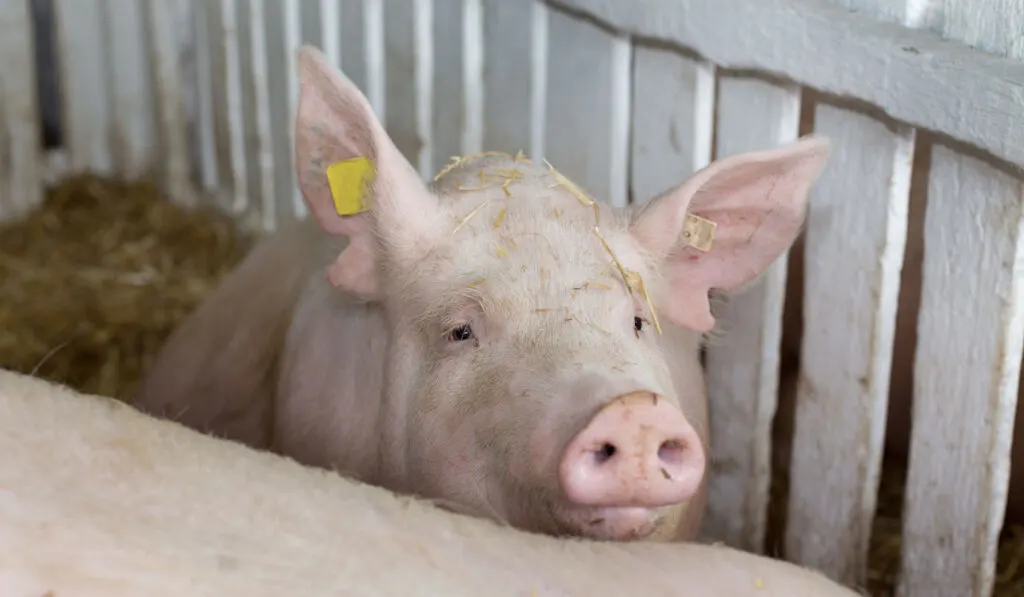 Large white swine (Yorkshire pig) standing on straw in pen with white wooden fence in background
