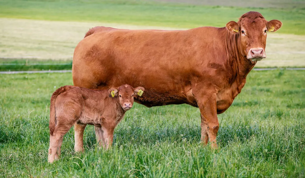 Limousin cattle breed, cow with cattle in the pasture