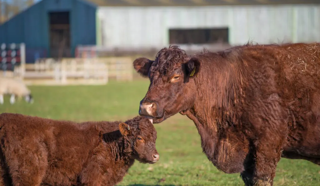 Lincoln Red cattle and calf in the farm