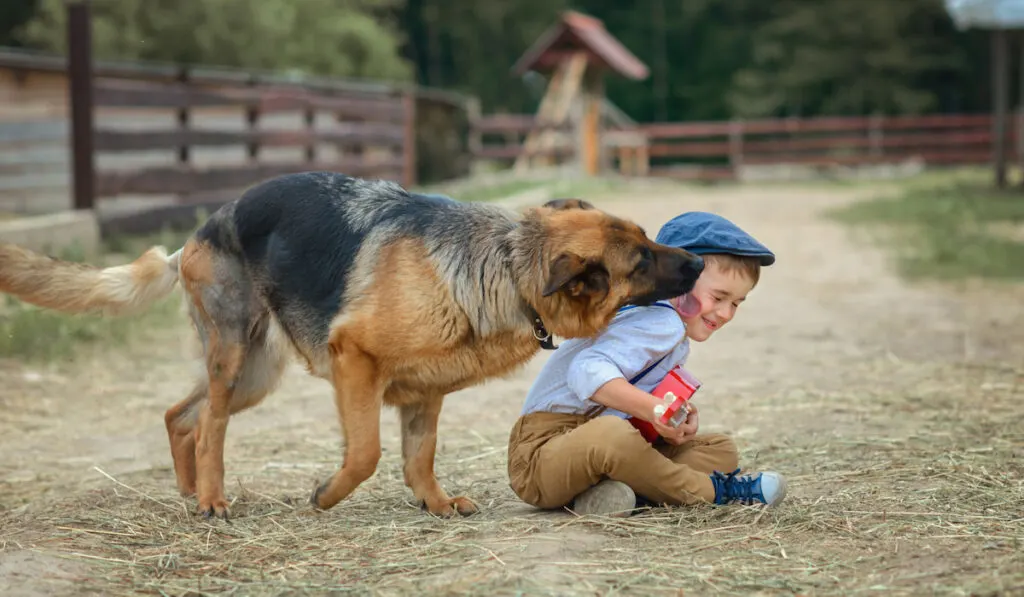 Little boy playing guitar to the dog shepherd on the farm 