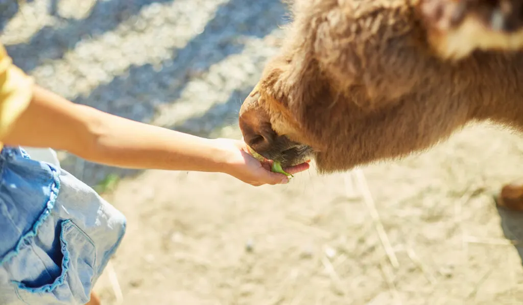 Little girl feeding donkeys in the countryside