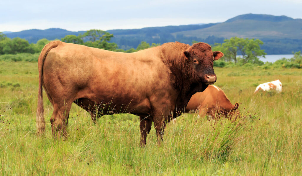 Lone Brown Dexter Bull standing in field in the Scottish Highlands

