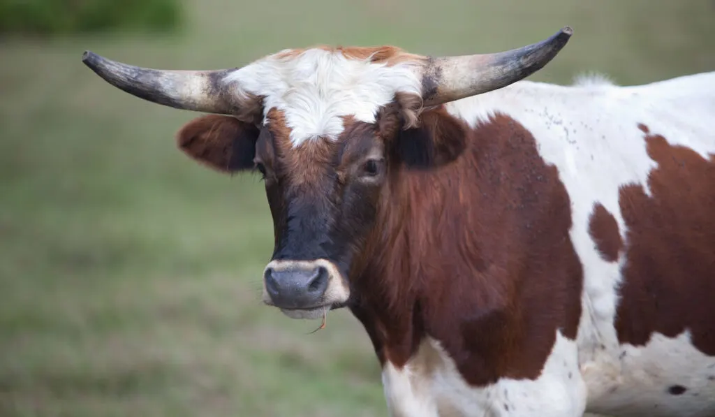 Male Florida Cracker cattle on blurry background